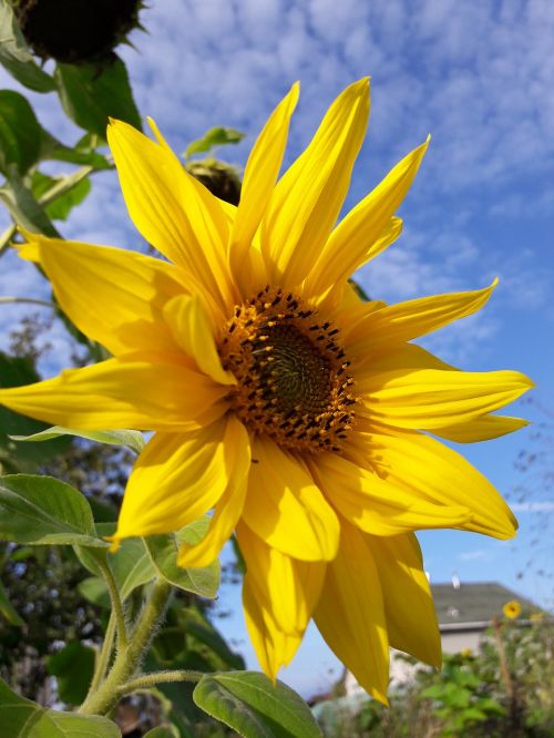 flowers sunflower dacha