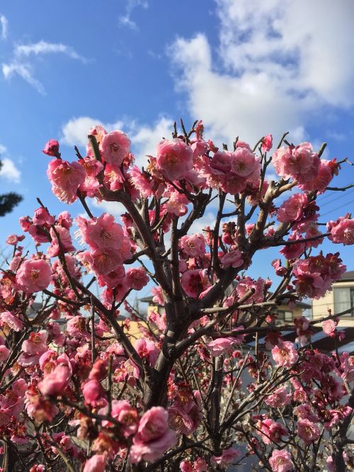 flowers cherry blue sky