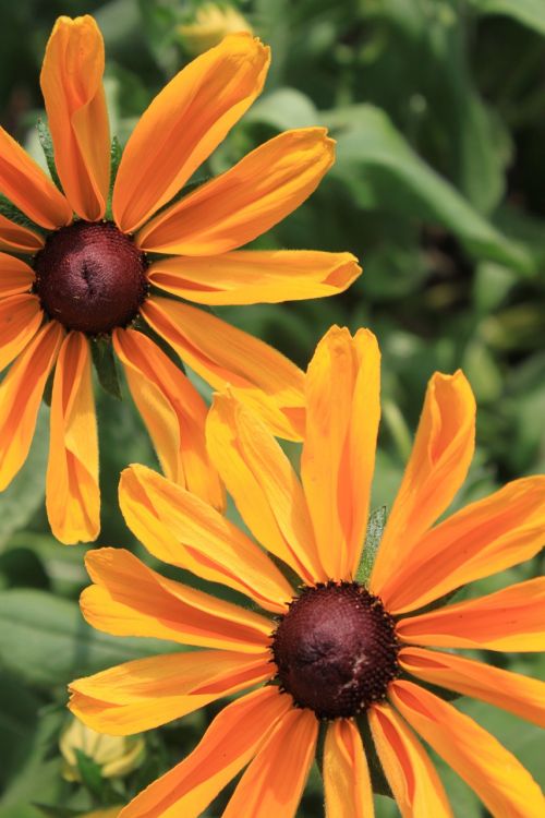 flowers yellow orange