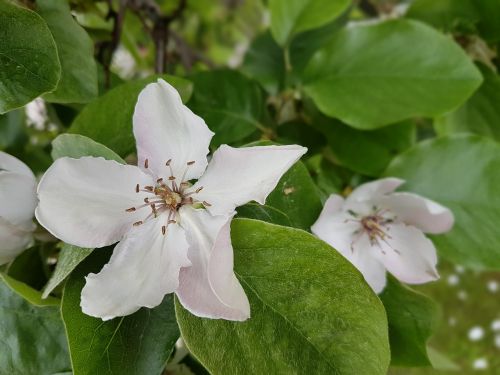 flowers quince blooms