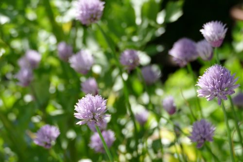 flowers chives nature