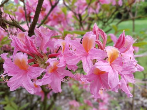 flowers spring azaleas