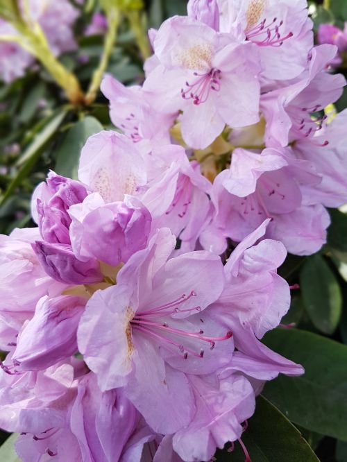 flowers spring rhododendron