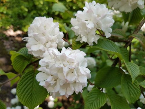 flowers spring viburnum