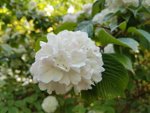 flowers spring viburnum