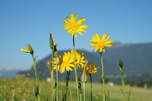 flowers sun yellow