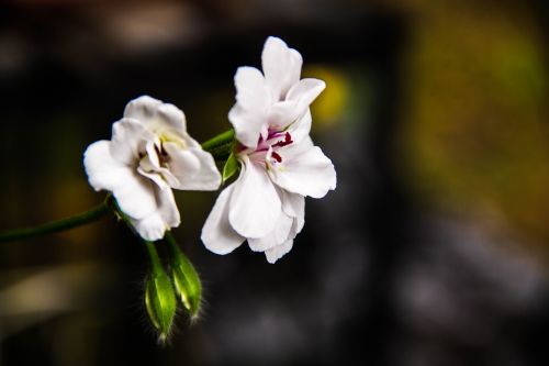 flowers white natura