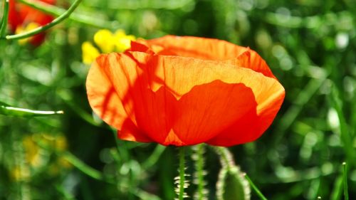 flowers poppy nature