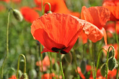 flowers poppy nature