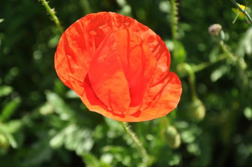 flowers poppy nature