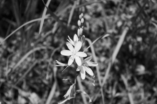 flowers white nature