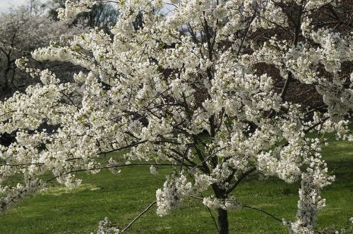 flowers cherry blossoms tree