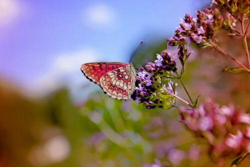 flowers butterfly color