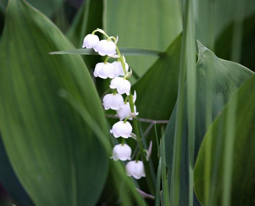 flowers lily of the valley nature