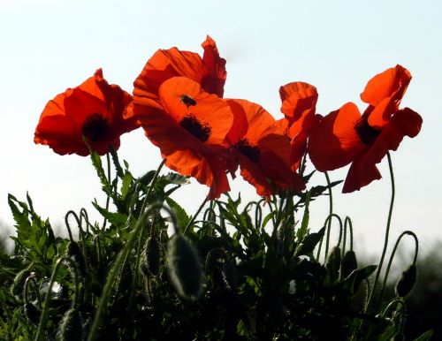 flowers poppies red