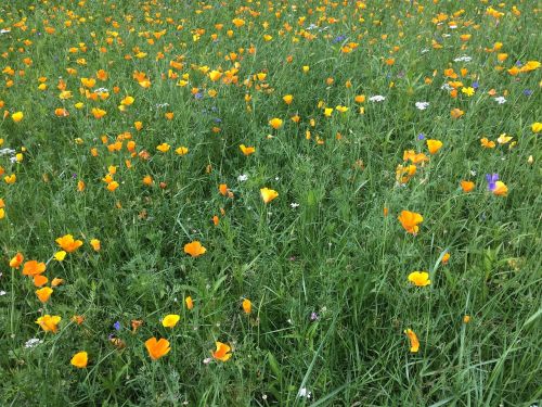 flowers meadow yellow