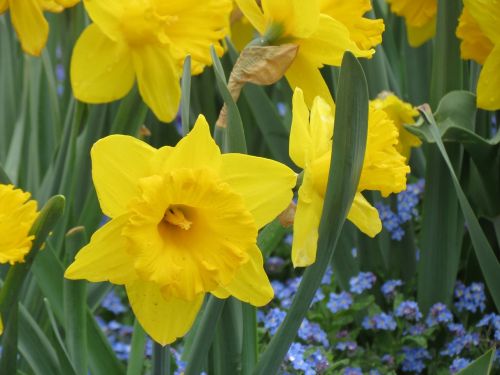 flowers osterglocken yellow