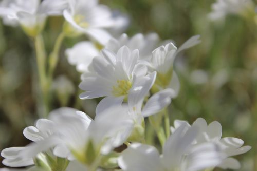 flowers white flowers white