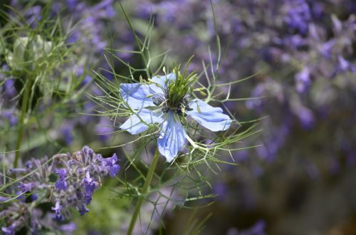 flowers miracle nature