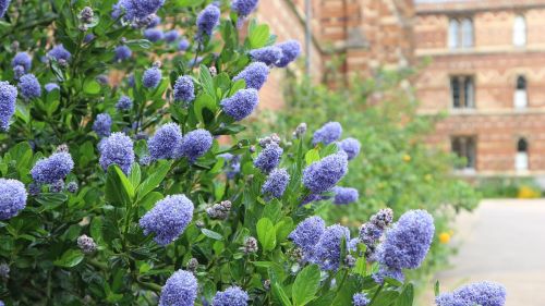 flowers blue england