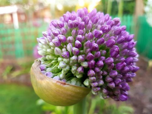 flowers decorative garlic spring