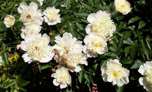 flowers peony early summer