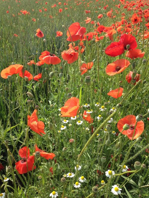 flowers red poppies flower meadow