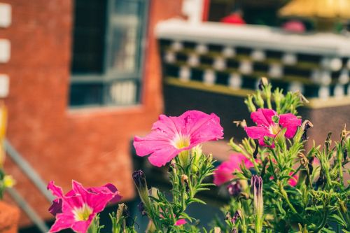 flowers nature floral