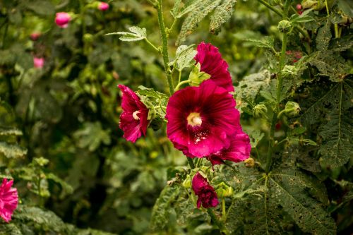 flowers nature floral