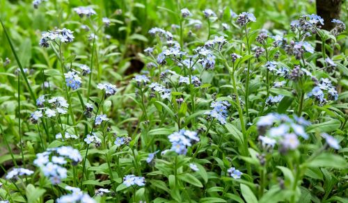 flowers purple summer