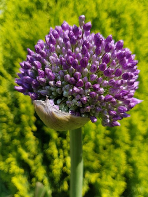 flowers decorative garlic spring