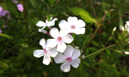 flowers white flower nature