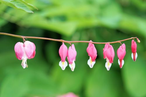 flowers plant nature