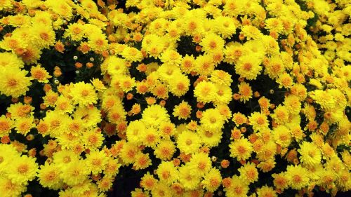 flowers yellow flower plants
