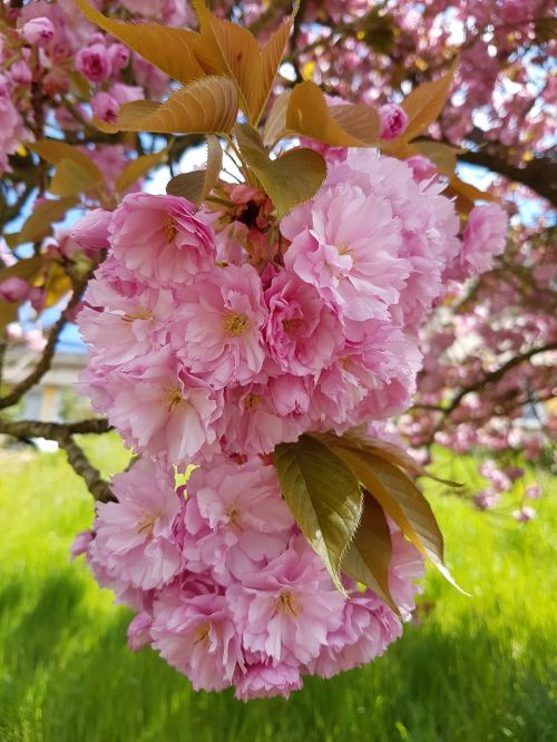 flowers pink nature