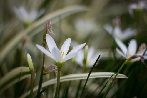 flowers macro bokeh