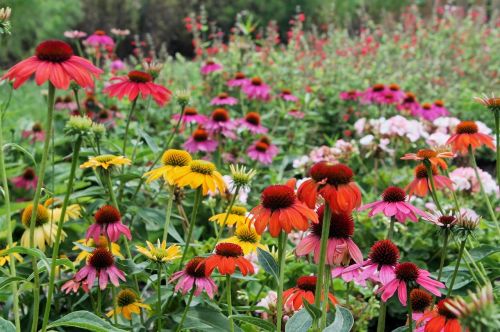 flowers blossom nature