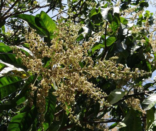 flowers mango blossoms mango bloom