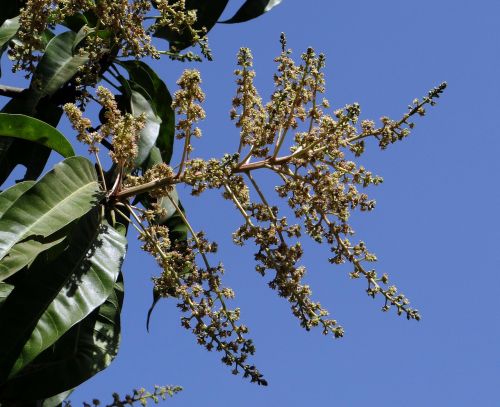 flowers mango blossoms mango bloom