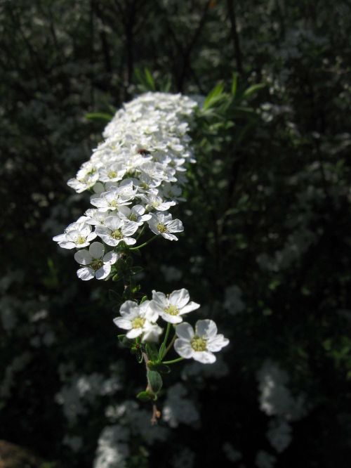 flowers white branches