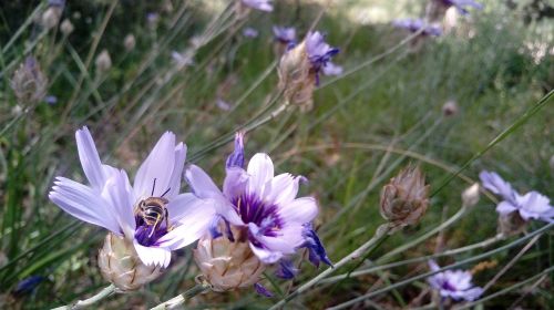 flowers bumblebee insect