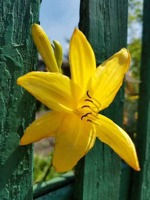 flowers lily lilies