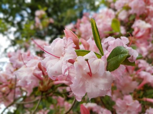 flowers azaleas azalea