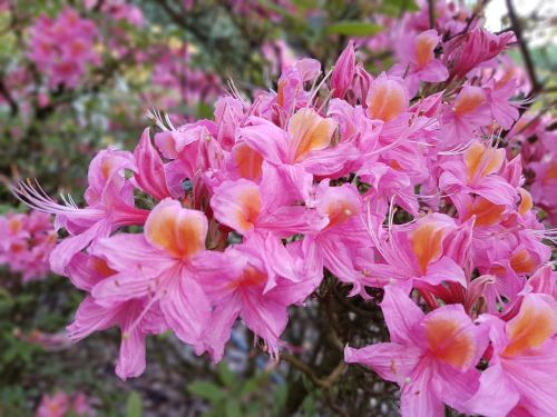 flowers azaleas azalea