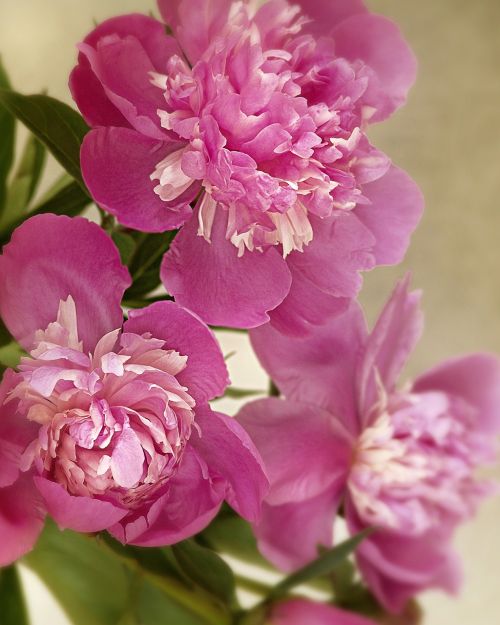 flowers peony pink