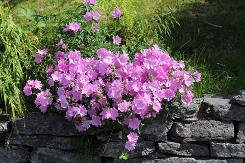 flowers norway plants