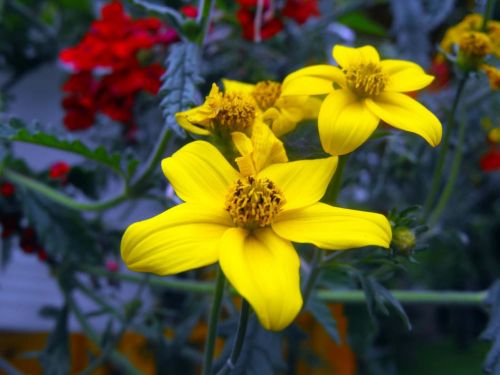 flowers geraniums yellow flowers