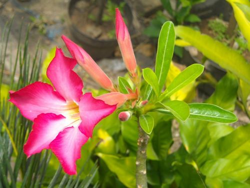 flowers adenium frangipani
