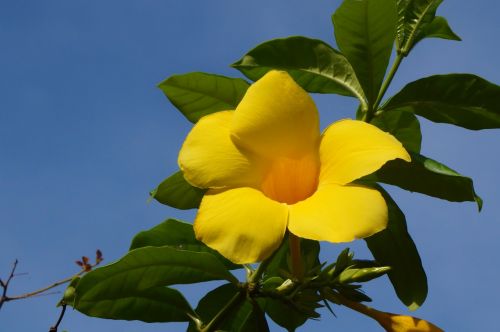 flowers yellow flora