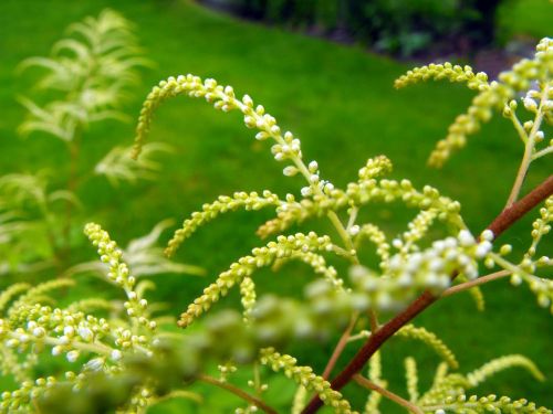 flowers a branch plant